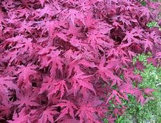 Image result for Purple Ghost Japanese Maple Tree