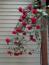 Image result for Roses with Vines