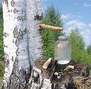 Image result for Tree with White SAP