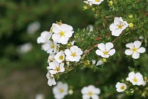 Image result for Potentilla fruticosa BELLA BIANCA