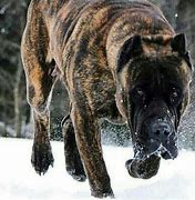 Image result for Top 10 Mostedangerous Dogs