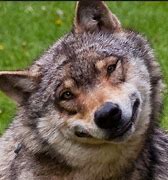 Image result for Funny Wolf Pack
