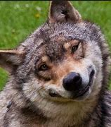 Image result for Funny Wolf Face