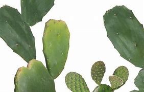 Image result for Nopal Cactus
