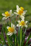 Billedresultat for Narcissus Golden Echo