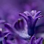 Image result for Floral Purple Wallpapers