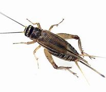 Image result for Cricket Bug