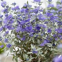 Image result for Caryopteris clandonensis STERLING SILVER