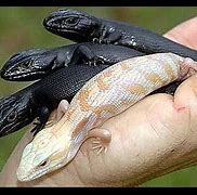 Image result for Black Dragon Lizard