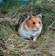 Image result for Golden Hamster