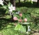 Image result for iPhone SE Camera Test Shot