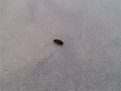 Image result for Small Black Household Bugs