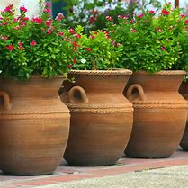 Image result for Plants for Flower Pots
