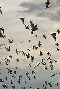 Image result for Frio Bat Flight