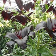 Image result for Lilium Nightrider