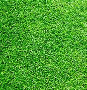 Image result for Grass JPJ