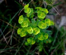 Image result for alvufera