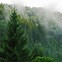 Image result for Forest Trees Wallpaper