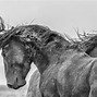 Image result for Utah Wild Horses