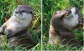 Image result for Sea Otter Rock Pouch