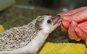 Image result for Domestic Hedgehog