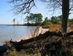Image result for Trees and Water along Chesapeake