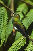 Image result for Goethalsia Trochilidae
