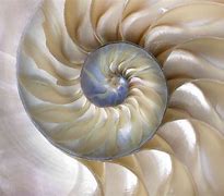 Image result for Golden Ratio in Nature Large