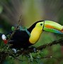 Image result for Amazing Birds