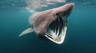 Image result for Pacific Basking Shark