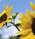 Image result for Sunflower Plant Leaves