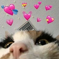 Image result for Wholesome Memes Hearts Cat