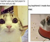 Image result for Wholesome Cat Memes to Make You Laugh