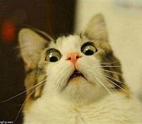 Image result for Confused Cat Screaming Meme