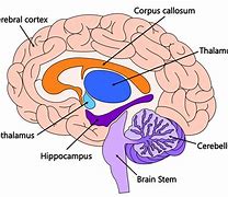 Image result for Inside Brain Diagram