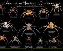 Image result for Small Huntsman Spider