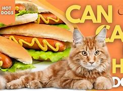 Image result for Cat Eats Hot Dog
