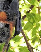 Image result for Red Bat Animal