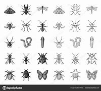 Image result for Background Images of Different Types of Insects