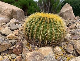 Image result for Las Vegas Cactus