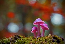 Image result for Windows 11 Magic Mushrooms Lock Screen