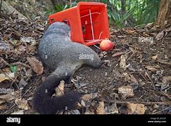 Image result for dead possums trapping