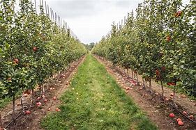 Image result for Apple Orchard High Resolution