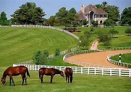 Image result for Thoroughbred Horse Farms Lexington KY