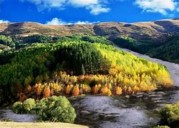 Image result for Forest with Stream