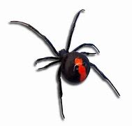Image result for Redback Spider Cute