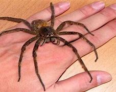 Image result for The Biggest Spider On Planet Earth