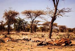 Image result for Kenya Drought Cited Images