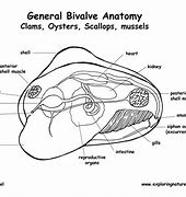 Image result for Clam External Anatomy
