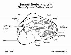 Image result for Clam Anatomy Diagram